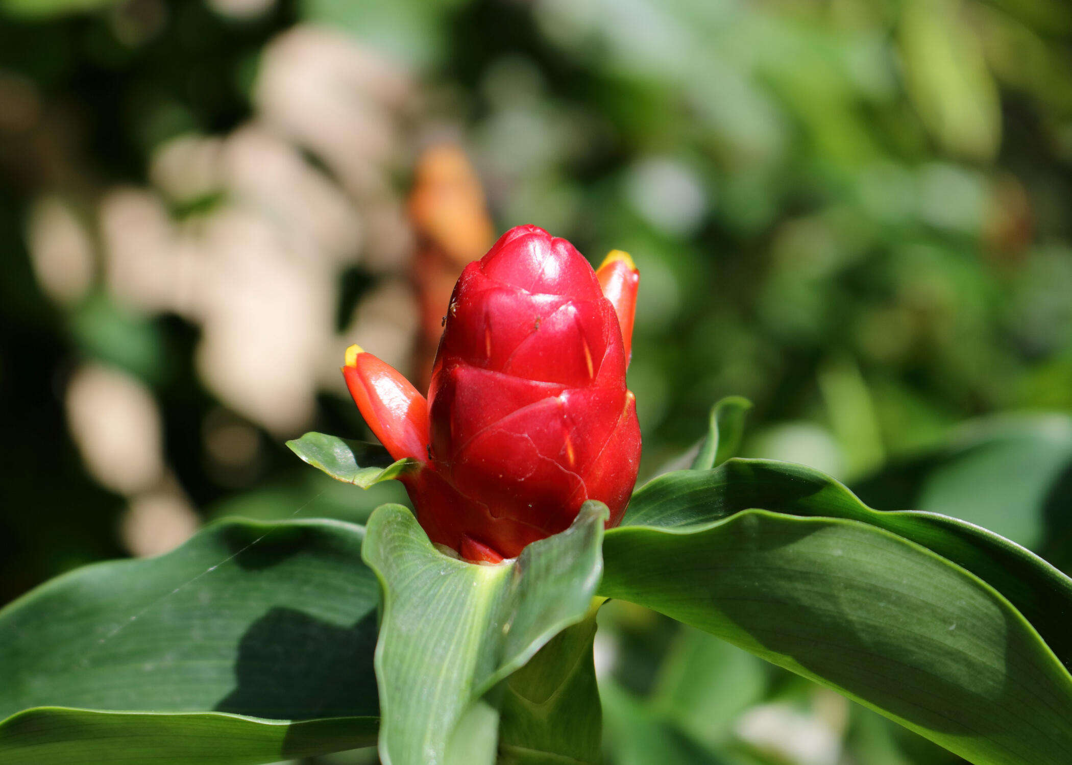Waiting To Bloom